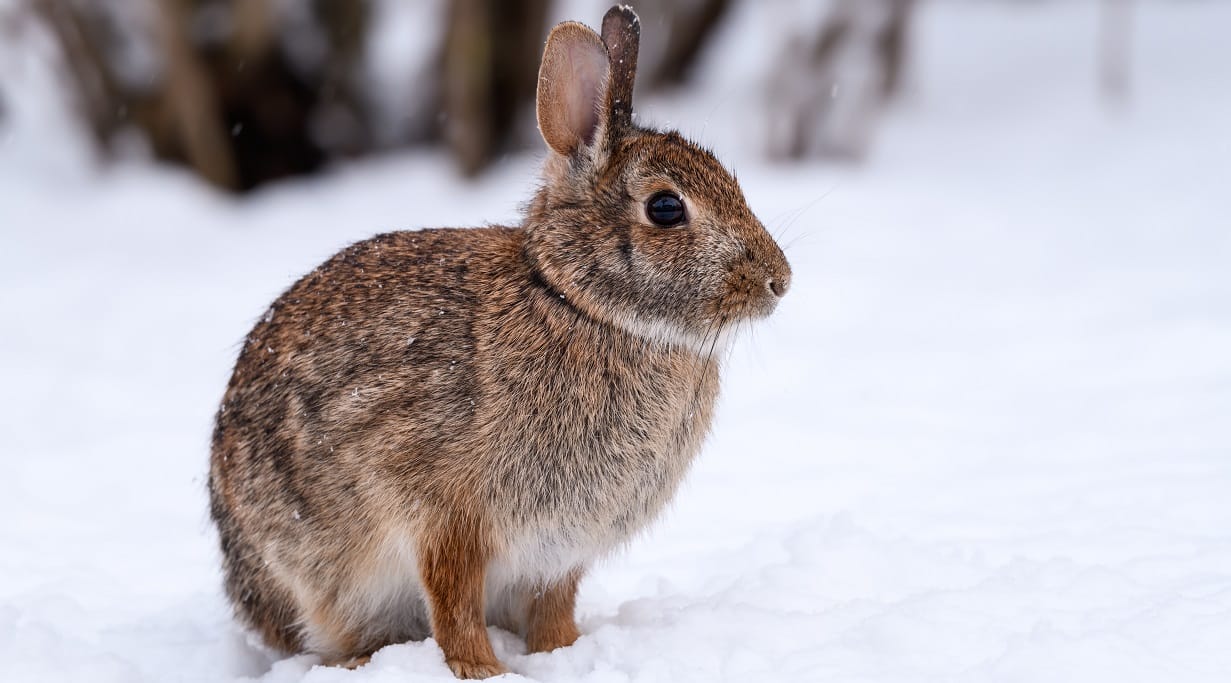 What Temperature Is Too Cold For Rabbits
