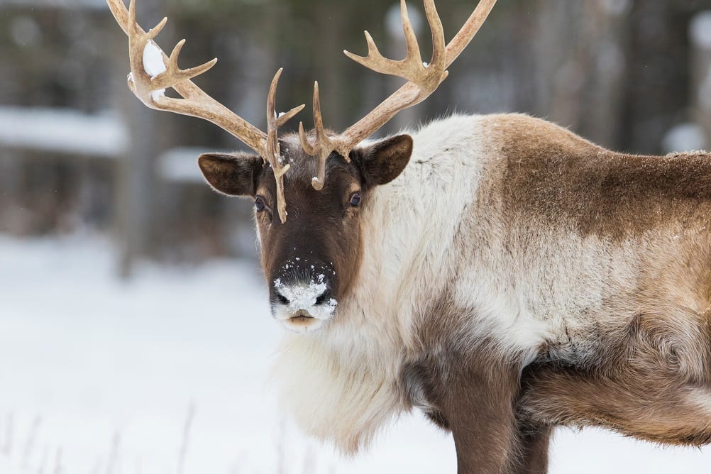 For the future of the caribou